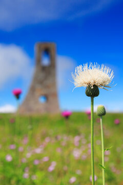 美しの塔と白いノアザミ, 日本,長野県,上田市