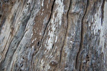 big tree background images and textures