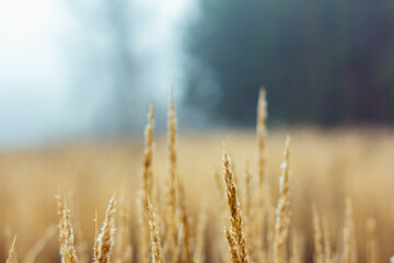 Fototapeta premium Dried grass on foggy autumn morning
