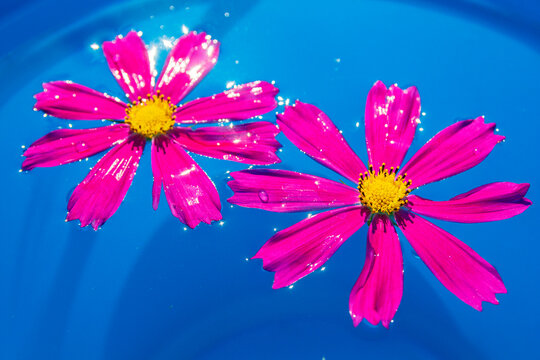 An Overhead View Of Pink Flowers Called Kosmeya Floating In The Pool, With The Pool's Blurred Blue. Spa Concept. Summer Mood. Pink Chamomile.