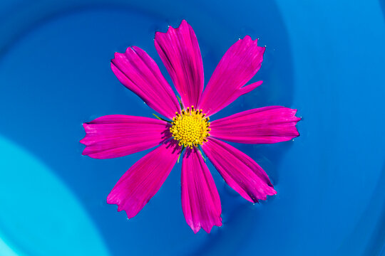 An Overhead View Of Pink Flower Called Kosmeya Floating In The Pool, With The Pool's Blurred Blue. Spa Concept. Summer Mood. Pink Chamomile.