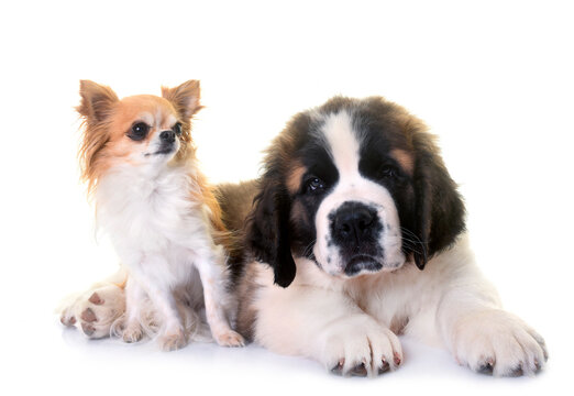 4,385 BEST Saint Bernard Puppy IMAGES, STOCK PHOTOS & VECTORS | Adobe Stock