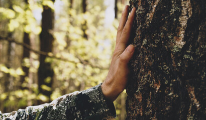 Hand touch the tree trunk. Man hand touches a pine tree trunk, close-up. Human hand touches a tree trunk. Bark wood. Wild forest travel. Ecology - a energy forest nature concept.. - obrazy, fototapety, plakaty