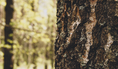 Closeup Trunk of a pine tree in close-up against the background of a green forest. Concept of conservation of nature, forests and the environment.