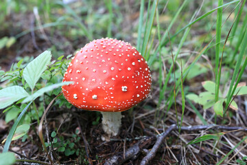 Details of fly agaric in forest