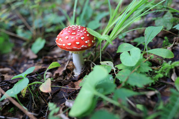 View of fly agaric in forest