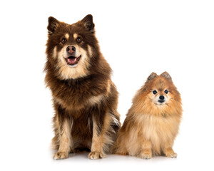 Finnish Lapphund and spitz