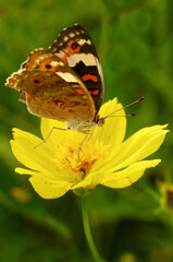 butterfly on flower