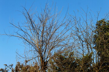 a tree without its leaves with beautiful sky in the background