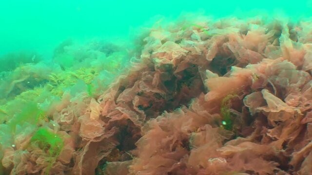 Black Sea algae. Red, brown and green algae (Porphira leucosticta, Enteromorpha, Ulva, Ceramium, Polisiphonia) on rocks in the Black Sea