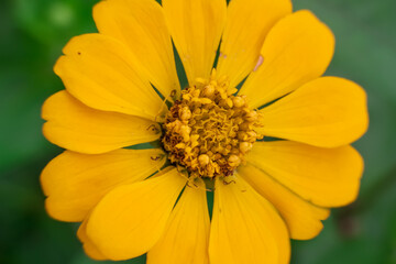 Zinnia Yellow Flower