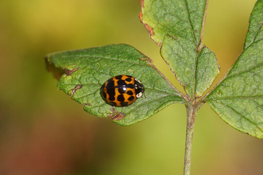 Dark orange harlequin ladybird (Harmonia axyridis f. succinea) of the family Coccinellidae. Autumn, on a Redflower currant leaf. Dutch garden. October, Netherlands, 