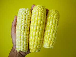 male hand holding corn for healthy food concept isolated on yellow background. vegetarian food