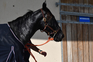 cheval de  course © compagnie-17