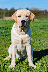 labrador retriever in nature