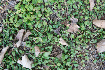 Withered yellow leaves on the newborn green grass