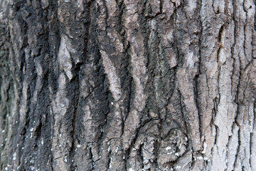 Poplar bark texture background