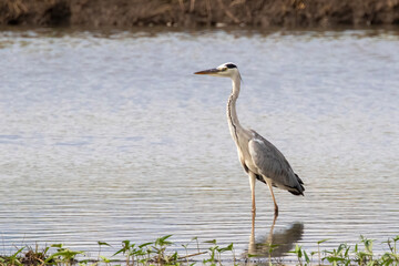 Image of gray heron (Ardea cinerea) standing in the swamp on the nature background