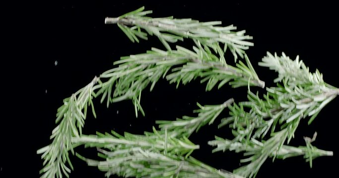 Fresh green rosemary branches slowly fly up and fall on a black background. Blackmagic Ursa Pro G2, 300 fps.