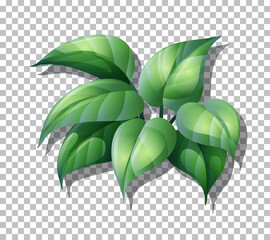 Tropical plant on transparent background