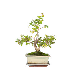 small sweet plum bonsai over white
