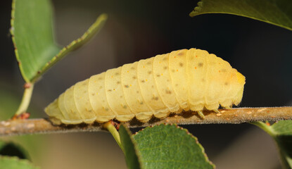 Raupe des Segelfalters
