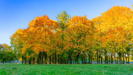 Plane trees in the autumn of France, a beautiful view at the right moment