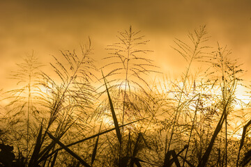 Silhouette dry grass against golden sunset. Nature background.