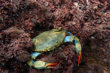 Cangrejo azul americano, invasior en el mar mediterraneo.