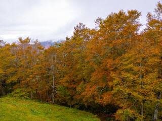 Obraz premium Autumn forest in a foggy weather (Zao, Yamagata, Japan)