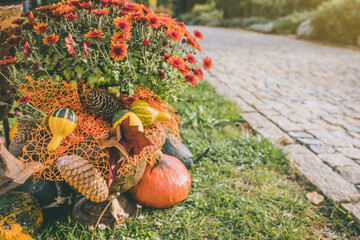 Pumpkins Halloween garden decoration with autumn chrysanthemum flowers and pine cones. Close up, selective focus. Halloween and Thanksgiving natural DIY decoration for home and celebration concept
