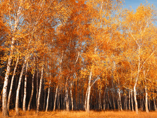Birch grove on a bright autumn morning
