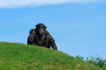 Thoughtful monkey sits and looks into his enclosure