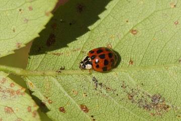 Orange, red harlequin ladybird (Harmonia axyridis f. succinea) of the family Coccinellidae. Autumn, underside of rose leaves. Dutch garden. October, Netherlands,