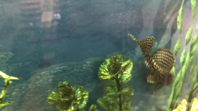 Close up exotic leopard catfish in a big aquarium, interior decoration with fish tank in the hallway of shopping mall.