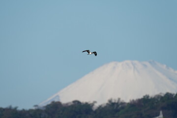 Naklejka na ściany i meble osprey and Mt. Fuji