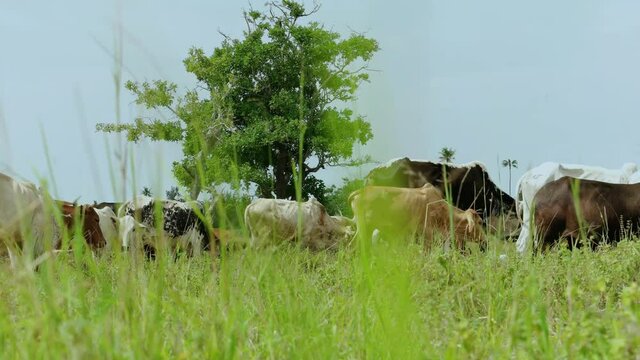 grazing cows on Bagamoyo grassland