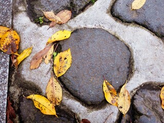 The cobblestones of the autumn shrine and the fallen leaves. Autumn in Japan. texture.