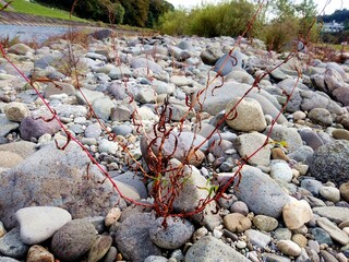 Autumn Japanese Riverbank .texture. Sendai City, Miyagi Prefecture, Japan, October 2021.