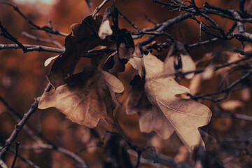 Close-up of a branch with leaves in gloomy autumn light.