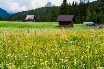 Summer mountain landscapes. Glimpses of poetry.