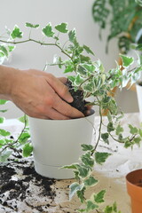 Potting a room plant. Hands transplanting Hedera glacier seedling.