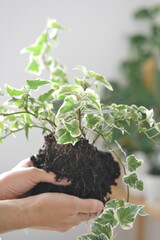 Potting a room plant. Hands holding Hedera glacier seedling with roots and soil.