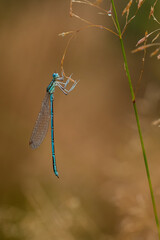 Damselfly