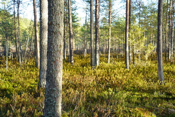 フィンランドの森と自然