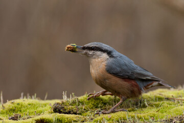 Eurasian nuthatch