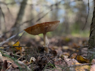 Toxic mushroom Amanita muscaria, Mushroom with red cap stands in forest on sunny meadow
