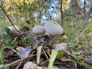 Two Group of rain mushrooms (Lycoperdon puffball mushrooms) grow in an autumn forest clearing
