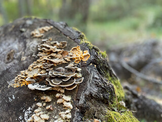three types of forest moss on an old tree stump in autumn forest