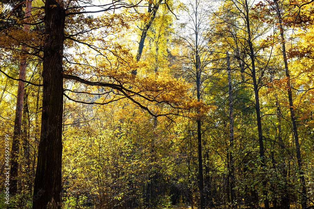Canvas Prints brown oak branch and yellowing trees in forest